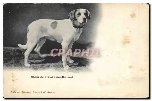 Ansichtskarte AK Chien du Grand St Bernard Chiens