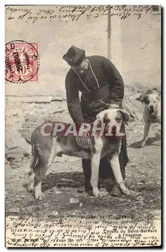 Ansichtskarte AK Chien Chiens du Saint Bernard a l&#39hospice