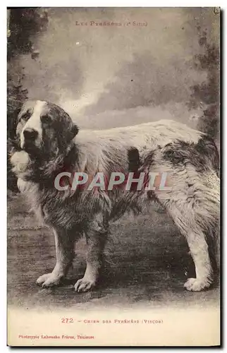 Ansichtskarte AK Chien des Pyrenees Chiens