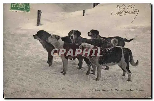 Cartes postales Chien Chiens Grand St Bernard