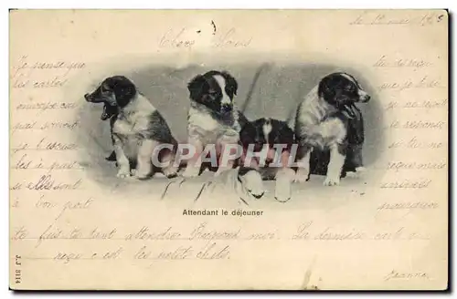 Cartes postales Chien Chiens Attendant le dejeuner