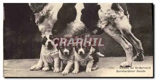 Cartes postales Chien Chiens du St Bernard