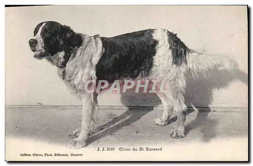 Ansichtskarte AK Chien du St Bernard Chiens