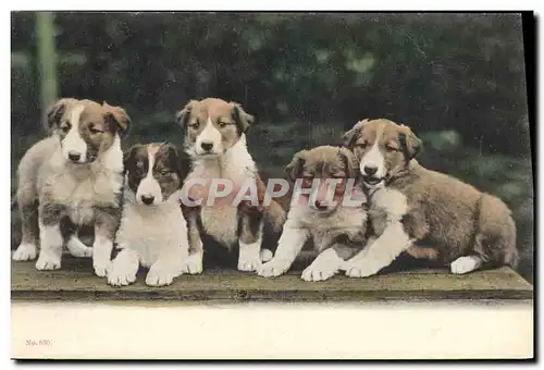 Cartes postales Chien Chiens