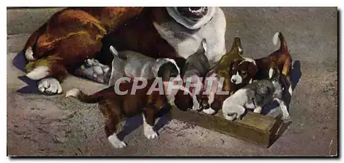 Cartes postales Chien du St Bernard et sa nichee Chiens