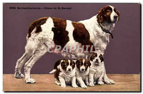 Cartes postales Chien Chiens du St Bernard