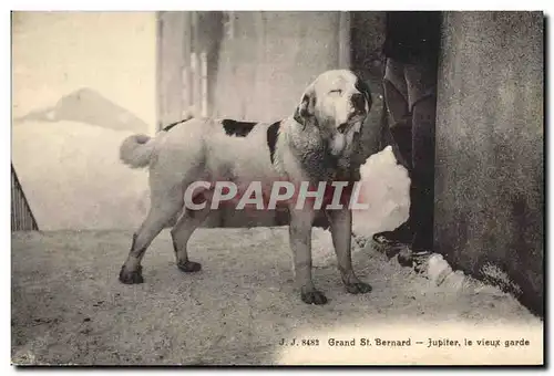 Ansichtskarte AK Chien Chiens Grand St Bernard Jupiter le vieux garde