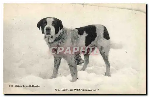 Ansichtskarte AK Chien du Petit Saint Bernard Chiens