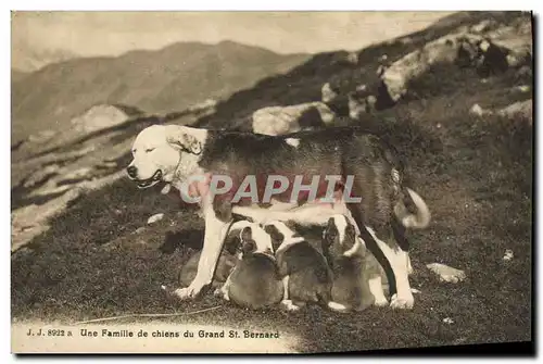 Cartes postales Chien Une famille de Chiens du Grand St Bernard