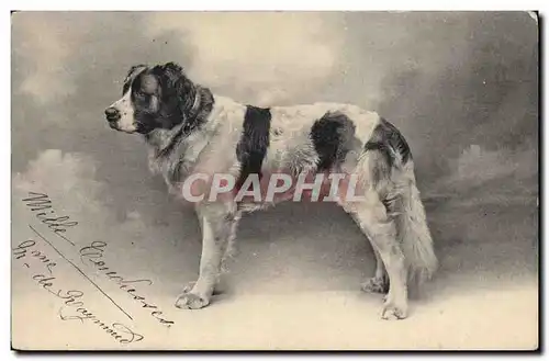 Cartes postales Chien Chiens