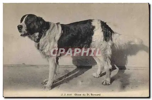 Cartes postales Chien du St Bernard Chiens