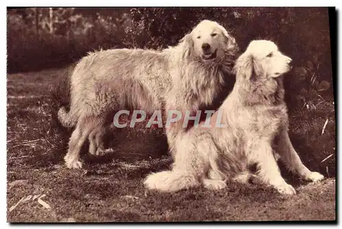 Ansichtskarte AK Chien Chiens Gardiens des troupeaux contre l&#39ours