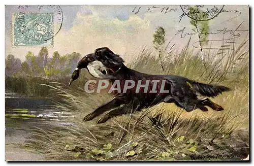 Cartes postales Chasse Chien Canard
