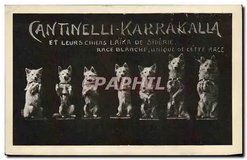 Cartes postales Cantinelli Karrakalla et leurs chiens Laike de Siberie Russie Russia Chien