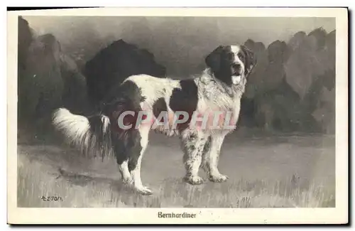 Cartes postales Chien Chiens Bernhardiner