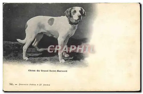 Cartes postales Chien du Grand St Bernard Chiens