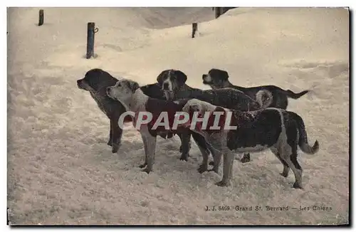 Cartes postales Chien Chiens Grand St Bernard