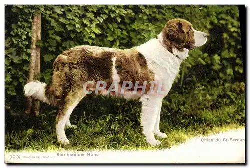 Cartes postales Chien Chiens Bernhardiner Hund