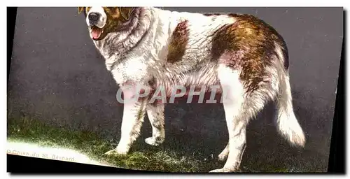 Cartes postales Chien du St Bernard Chiens