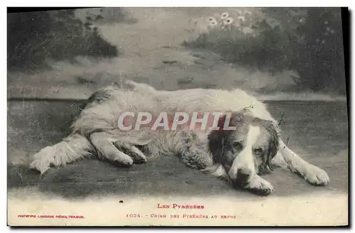 Cartes postales Chien des Pyrenees au repos Chiens