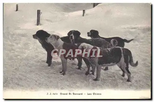 Ansichtskarte AK Chien Chiens Grand St Bernard