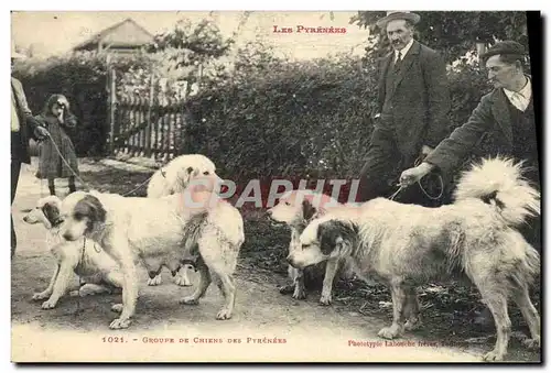 Ansichtskarte AK Chien Groupe de Chiens des Pyrenees