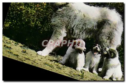 Cartes postales moderne Chien Chiens des Pyrenees