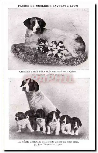 Ansichtskarte AK Chien Chiens Chienne Saint Bernard avec ses 6 petits chiens