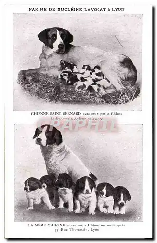 Cartes postales Chien Chiens Chienne Saint Bernard avec ses 6 petits chiens