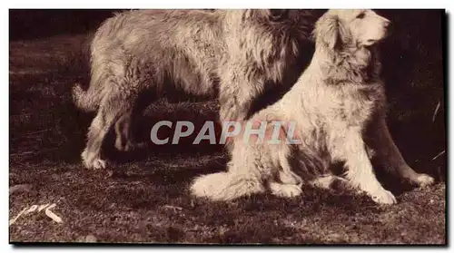 Ansichtskarte AK Chien Chiens Gardiens des troupeaux contre l&#39ours