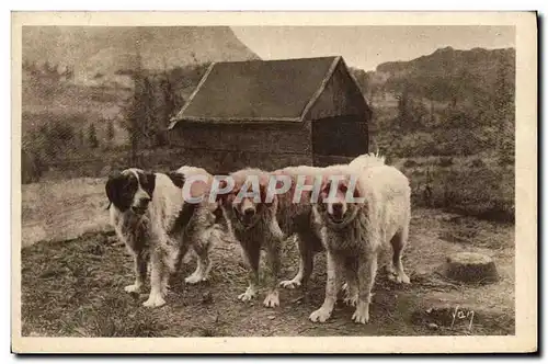 Cartes postales Chien Chiens des Pyrenees