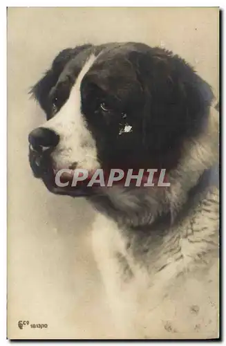 Cartes postales Chien Chiens