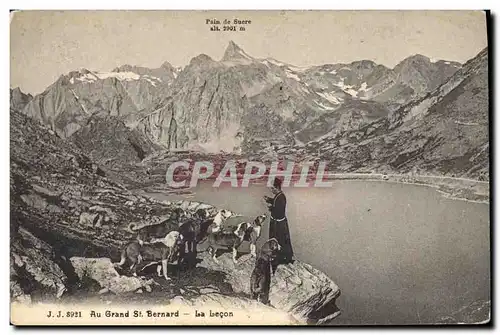 Cartes postales Chien Chiens Au Grand St Bernard La lecon