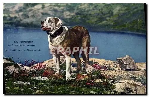 Ansichtskarte AK Chien Chiens Chamonix Le Grand St Bernard