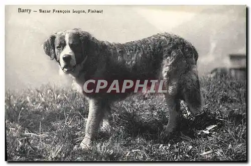 Cartes postales Chien Chiens Barry