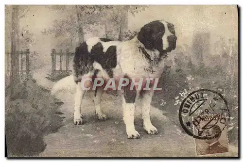 Cartes postales Chien Chiens