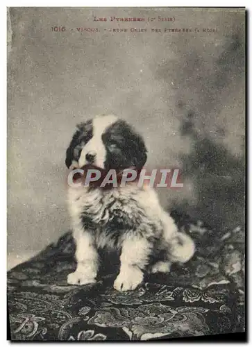 Cartes postales Jeune Chien des Pyrenees Visco Chiens