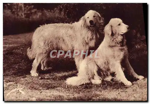 Ansichtskarte AK Chien Chiens des Pyrenees Gardiens des troupeaux contre l&#39ours