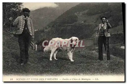 Ansichtskarte AK Chien Chiens Guides et chien de montagne Pyrenees
