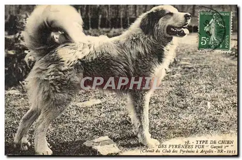 Cartes postales Chien des Pyrenees Chiens Chenil du Club des Pyrenees a Argeles