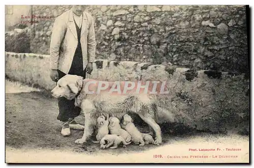 Cartes postales Chien Chiens des Pyrenees Le dejeuner