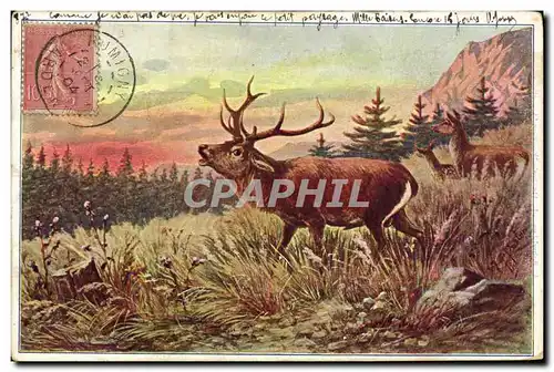 Cartes postales Chasse Cerf