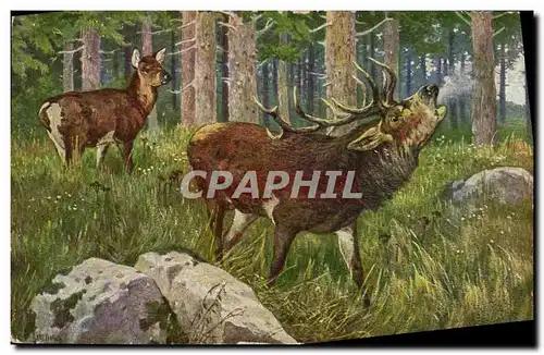 Cartes postales Chasse Cerf Biche