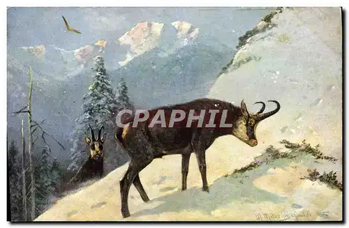 Cartes postales Chasse Isard