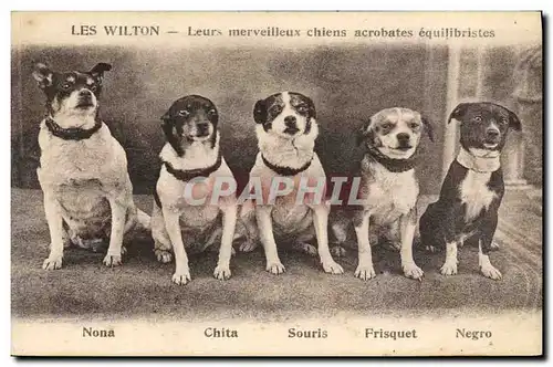 Cartes postales Les Wilton Leurs merveilleurs chiens acrobates equilibristes Nona Chita Souris Frisquet Negro Ch