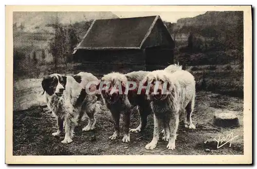 Cartes postales Chien Chiens des Pyrenees