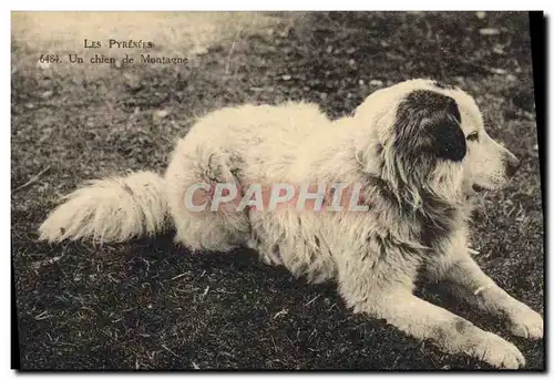 Ansichtskarte AK Chien de Montagne Pyrenees Chiens