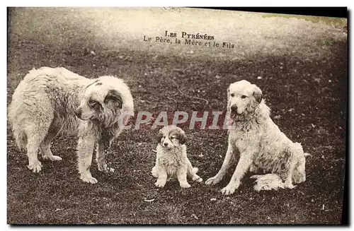 Ansichtskarte AK Chien Chiens Pyrenees Le Pere La mere et le fils