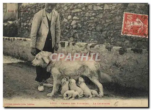 Cartes postales Chien Chiens des Pyrenees Le dejeuner