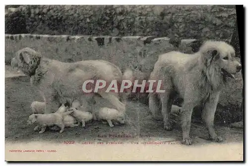 Cartes postales Chien Chiens des Pyrenees Une interessante famille